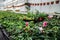 Growing pink cyclamen flowers in winter greenhouse