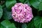 Growing pink hydrangea flower