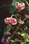 Growing pink Lilium tigrinum close up