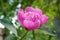 Growing pink peony