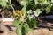 Growing pistachios on the branch of pistachio tree.