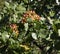 Growing pistachios on the branches of pistachio tree.