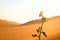 A growing plant on a dry desert land at sunrise. Rebirth, hope, new life beginnings and spring season concept.