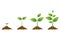 Growing plant process. Planting tree infographic. Vector illustration in flat style