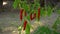 Growing plant red hot chilli pepper