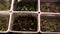 Growing of plant seedlings in greenhouse. Young plants of thuja in pots
