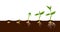 Growing plant. Sprout growth process. Steps sequence of germinating seeds for seedlings. Development of vegetables in