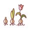 Growing plant stages color line icon. The seed, germination, growth, reproduction, pollination, and seed spreading. Pictogram for