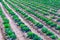 Growing plants of cabbage Ñ–n a bed rows red soil on a farmland.