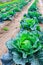 Growing plants of cabbage Ñ–n a bed rows red soil on a farmland.