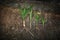 Growing plants (crude palm oil)