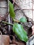 Growing plants on the dried tree