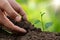 Growing plants in fertile soil and regular care Will make the plants grow and flourish