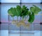 Growing plants by hydroponics in water with chemicals