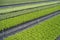 Growing plants parsley and sage in greenhouse