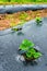 Growing plants in the plantation fields by mulching