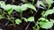 Growing plants in pots in a greenhouse in spring. many green shoots of seedlings