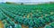 Growing plants of Savoy Cabbage in a rows red soil on a farmland