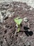 Growing plants from seed,begetting green plant, concept of new life, seeds that germinate,the development of a young plant from th