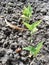 Growing plants from seed,begetting green plant, concept of new life, seeds that germinate development of a young plant where the s