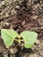 Growing plants from seed,begetting green plant, concept of new life, seeds that germinate development of a young plant where the s