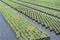 Growing plants thyme and rosemary in greenhouse