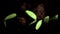 Growing plants timelapse cucumber sprouts germination. Springtime. evolution concept. On black background