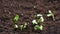 Growing plants in timelapse, Food Germination newborn Sprouts