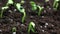 Growing plants in timelapse, Sprouts Germination newborn plant in Greenhouse Agriculture