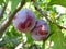 Growing plums