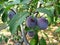 Growing plums