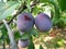 Growing plums