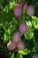 Growing plums