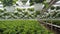 Growing poinsettia flowers in large commercial greenhouse.