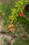 Growing Pomegranate fruit on branch