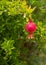 Growing Pomegranate fruit on branch