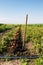 Growing potato with drip irrigation. Harvesting potato. Digging up potato with shavle