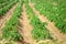 Growing of potato on kibbutz fields. Rows of potato crops