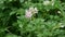 Growing potatoes. Potato blooms in summer on the farm.