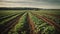 Growing potatoes in rows in the field.