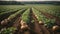 Growing potatoes in rows in the field.