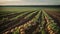 Growing potatoes in rows in the field.