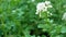 Growing potatoes on a summer day. Blooming potatoes in a vegetable garden close-up. New crop of potatoes with a blooming white flo