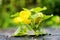 Growing pumpkin flower