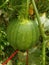 Growing pumpkin on vine still green