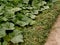 Growing pumpkins in arid zone