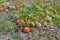 Growing pumpkins in the garden