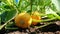 Growing pumpkins in the garden in the garden. Orange pumpkins growing in the garden. Autumn october