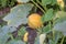 Growing pumpkins on organic farmland with ripening squash vegetables cultivation for halloween and thanksgiving with blossom home-