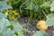 Growing pumpkins on organic farmland with ripening squash vegetables cultivation for halloween and thanksgiving with blossom home-